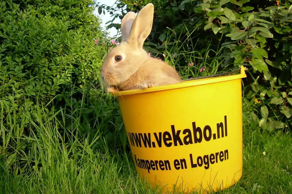 Konijn Camping De Iepenhoeve