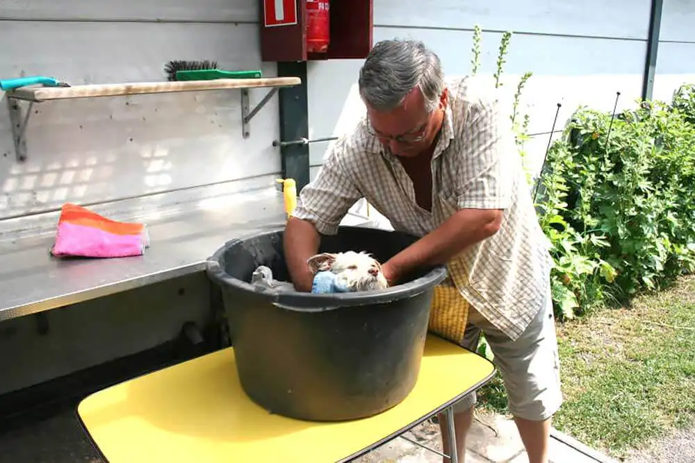 Hond wassen Camping De Iepenhoeve